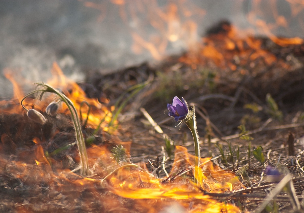 В Брянской области за прошедшую неделю пожарные более 140 раз тушили горящую траву 